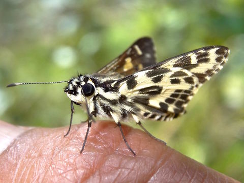 Spotted skipper (Hesperilla ornata) Small to medium 40mm wingspan butterfly. 
Top view chocolate brown with several small rectangles of cream and yellow.
The area was dense with Ghania and Sedges - both the known food plants for this species. 
One of the cutest butterfly faces I've seen. Australia,Geotagged,Hesperilla ornata,Spring