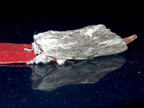 Streaked Notodontid (Destolmia lineata) Medium sized flat faced moths with grey and white wings occasionally streaked with fine, short dark brown lines. 
Looks a little like some of the plainer Cossidae except around the head. 70mm wingspan. Attracted to lights.
This one settled on a Ford roof next to the national park.
http://lepidoptera.butterflyhouse.com.au/noto/lineata.html
 Australia,Destolmia lineata,Geotagged,Spring