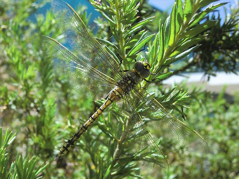 Australian Emperor (Hemianax papuensis) A large dragonfly (90mm length?) with strong markings in black and yellow.
Resting on a Grevillea sp. shrub at the local school around midday.
Very cooperative.  Australia,Australian Emperor Dragonfly,Geotagged,Hemianax papuensis,Summer