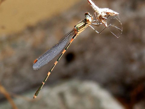 Wandering Ringtail (Austrolestes leda) A very small and delicate damselfly.
Outer urban back yard. Resting on Honeysuckle plant.
This one male immature.  Australia,Austrolestes leda,Geotagged,Summer,Wandering Ringtail