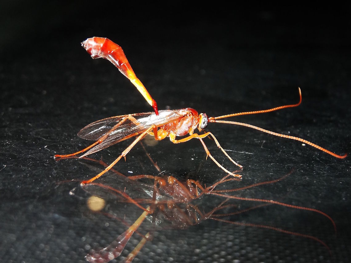 Ichneumon wasp (Enicospilus sausi) A fascinating, two-toned ichneumon wasp about 30mm long overall. <br />
It had a club-like abdomen which was regularly pumping up and down and dark blue eyes.<br />
On a window at night at the local school. Attracted by strong security lights.<br />
I can&#039;t find much more information about them unfortunately.<br />
<a href="https://commons.wikimedia.org/wiki/File:Enicospilus_sausi.jpg" rel="nofollow">https://commons.wikimedia.org/wiki/File:Enicospilus_sausi.jpg</a> Australia,Enicospilus sausi,Geotagged,Summer