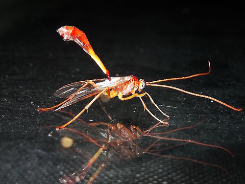 Ichneumon wasp (Enicospilus sausi) A fascinating, two-toned ichneumon wasp about 30mm long overall. 
It had a club-like abdomen which was regularly pumping up and down and dark blue eyes.
On a window at night at the local school. Attracted by strong security lights.
I can't find much more information about them unfortunately.
https://commons.wikimedia.org/wiki/File:Enicospilus_sausi.jpg Australia,Enicospilus sausi,Geotagged,Summer