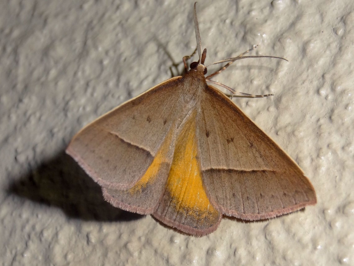 Golden-winged Epidesmia (Epidesmia chilonaria) These moths usually rest with their wings forming an almost perfect equilateral triangle and so the colour of the hind wings is not scene. I was finally to get a shot of that gold colour.<br />
This one was under night lights in a local nature reserve.<br />
Full wingspan is about 40mm. Australia,Epidesmia chilonaria,Geotagged,Spring