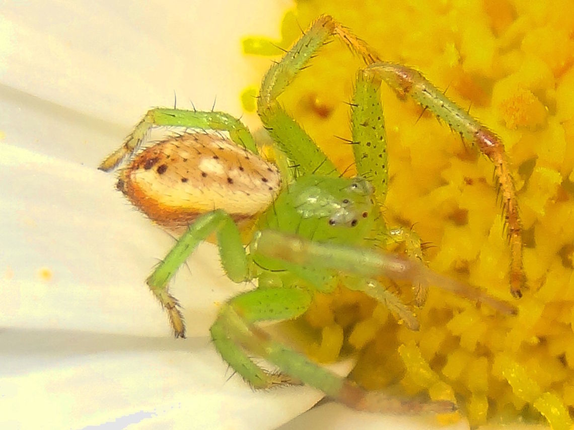 Pink Flower Spider (Tharrhalea evanida) On this day I spent a few minutes checking the neighbour's daisy bush and found a couple of these tiny green crab spiders about 10mm long.. one of dozens of other arthropod species on the flowers.Location suburban back yard. Australia,Diaea,Diaea evanida,Geotagged,Spring