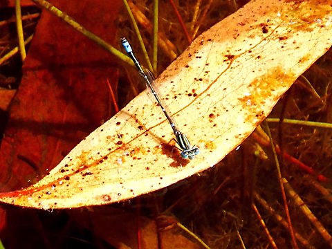 Eastern Billabongfly (Austroagrion watsoni) Right at the limits of my pocket camera about 6 matres away. These were out in the middle of a shallow pond occasionally landing on floating leaves. They were so alert that if I just moved my hand they disappeared.
Very small and fragile looking - estimated length 35mm. Australia,Austroagrion watsoni,Eastern billabongfly,Geotagged,Summer
