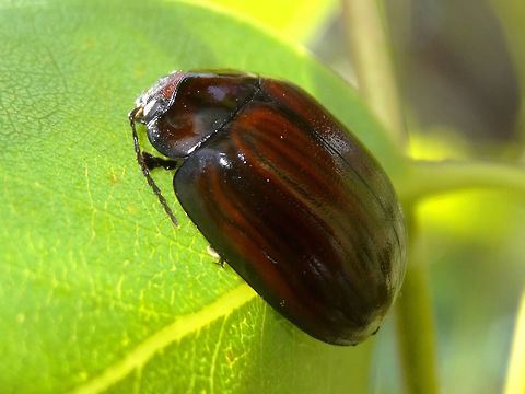Shiny brown eucalyptus leaf beetle (Paropsisterna sp.) Another new Paropsisterna. 
Very dark brown coloured with paler lines through the elytra (which only showed up via camera flash). 
Approximately 14mm long. 
Very placid - I was able to touch it with not much response other than to adjust it's position slightly.
Hiding under a eucalyptus leaf in a local nature reserve.
The lack of movement matches well with Peter Chew's description. 
http://www.brisbaneinsects.com/brisbane_leafbeetles/ShinyDarkBrown.htm
Hoping for species soon. Australia,Chrysomelidae,Geotagged,Leaf beetle,Paropsisterna,Paropsisterna morio,Spring,Wicks Reserve