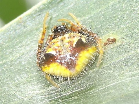 Two-spined orb weaver imm♀(Poecilopachys australasia) This tiny spider resembled a speck of bird poo but being on the under side of the leaf so she got found out. :) 
About 5mm wide. Found on broad leafed acacia in a local nature reserve.
"Young females and adult males lack the pair of large abdominal spurs and the bright colours that characterize the adult females. They also have an unusual sparse pattern of large body hairs which are less prominent on the body of an adult female and gradually disappear as she approaches maturity." - http://www.findaspider.org.au/find/spiders/133.htm Australia,Geotagged,Poecilopachys australasia,Spring,Two-spined spider
