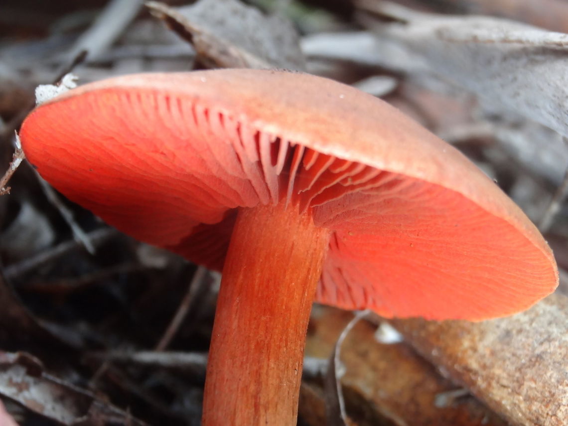 Splendid Red Skinhead (Dermocybe splendida) After hoping to find these for a couple of years I finally found a single specimen under eucalypt trees next to a stream.<br />
The photo doesn&#039;t do justice to the true colour which really glows vermillion all over. The top of the cap is a little darker.<br />
Previously known as Dermocybe splendida.<br />
About 50mm across, 65mm tall. Stipe slightly flattened near the base.<br />
Public nature reserve.<br />
<a href="http://bie.ala.org.au/species/Dermocybe+splendida" rel="nofollow">http://bie.ala.org.au/species/Dermocybe+splendida</a> Australia,Cortinarius splendida,Geotagged,Winter