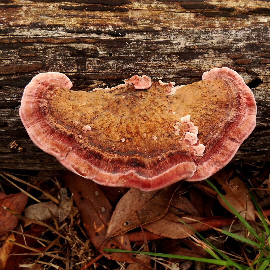 Pink velvet bracket (Fomitopsis lilacinogilva) Velvety brackets up to 150mm wide growing from a very old eucalyptus branch lying in grasses and other leaf and bark debris. <br />
The distinct pink colour exists throughout but particularly at the velvety growing margins. Even the pore surface had a strong tint of pink.<br />
Found in a local nature reserve.<br />
A Gondwanan favourite, this is the most colorful specimen I have found. It seems people have had some difficulty with it&#039;s taxonomy over the years. Here are some of the synonyms... <br />
Polyporus lilacinogilvus <br />
Trametes eucalypti <br />
Polystictus lilacinogilvus <br />
Microporus lilacinogilvus <br />
Polyporus cupreoroseus <br />
Trametes lilacinogilva <br />
Trametes rosea <br />
Trametes stowardii <br />
Trametes griseolilacina <br />
Fomes carneus  Australia,Fall,Fomitopsis lilacinogilva,Geotagged