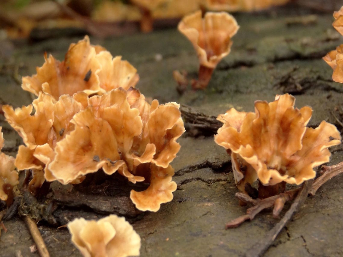 Frilly polypores (Podoscypha petalodes) A large, wet, eucalyptus log had dozens of these very &#039;foliose&#039; fungi. <br />
The biggest were about 40mm across. No pores could be detected.<br />
In a local state forest. Australia,Fall,Geotagged,Podoscypha petalodes