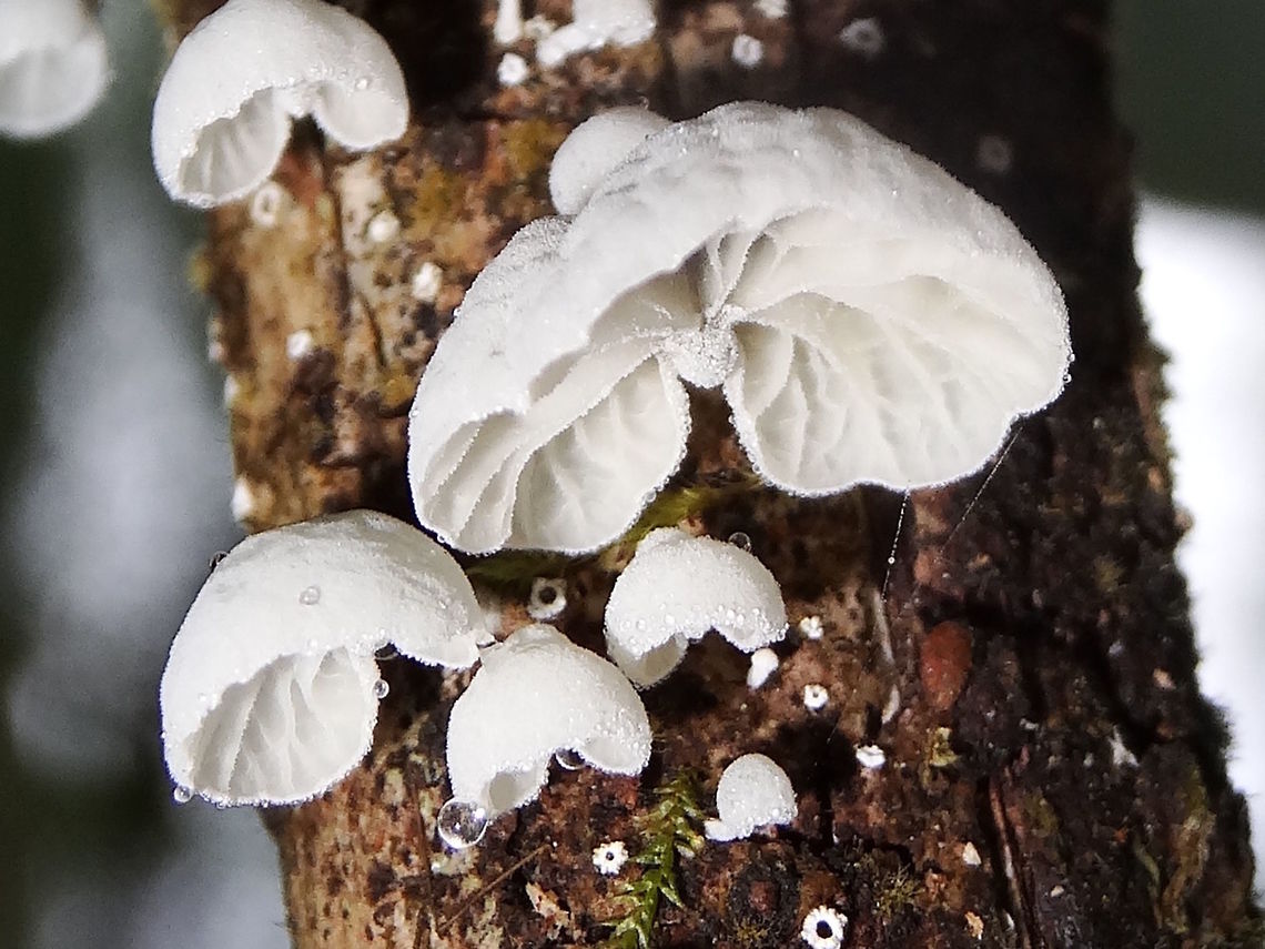 White halfwing shells (Campanella tristis) Growing from a dead nothofagus branch in a very dense, wet part of a forest <br />
These were up to about 15mm wide. All white, offset stem, cross gills.<br />
Roadside in a national park.<br />
Not recorded south of Qld? <br />
http://bie.ala.org.au/species/0996a341-4d68-4357-be20-c8bc6164798f# Australia,Campanella tristis,Fall,Geotagged