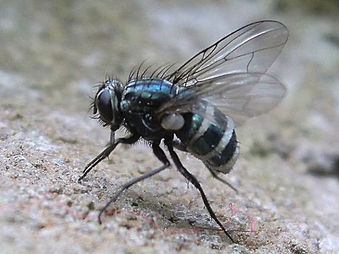 Fly pathogenic fungus (Entomophthora muscae) This small but attractive little fly with metalic blue colours has furry white bands between the tergites. 
Found dead on a log cabin wall in a local nature reserve.
"The mycelium of this fungus may grow into an area of the brain that controls the behaviour of the fly, forcing it to land on a surface and crawl upwards. The hyphae gradually grow through the whole of the body, digesting the guts, and the fly dies in about five to seven days. When it is critically ill, it tends to crawl to a high point, straighten its hind legs and open its wings, a behaviour that ensures that the fungal spores are dispersed as widely as possible." - Wikipedia 

Sorry for the poor picture but the story is great. Nature is amazing. Australia,Entomophthora muscae,Geotagged,Summer