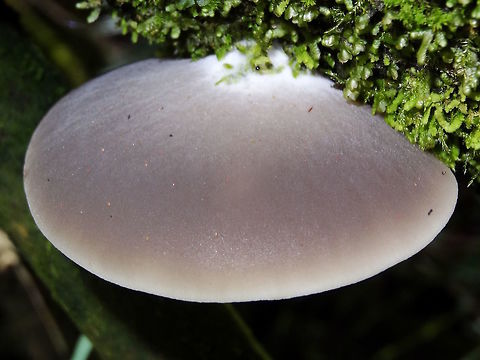 Grey gilled discs (Conchomyces bursiformis) An eerie grey glow and a smooth, velvety top. A short, eccentric stipe and very white, adnexed, close gills. 
About 50mm across. Very attractive young caps.
Growing from moss covered branch in a tall eucalyptus rain forest in a national park.
Also called C bursaeformis. Only two species in this genus. These differ from Crepidotus in having white gills and spores. 
Young caps are grey becoming pale fawn later. 
http://bie.ala.org.au/species/3d007674-3658-4e69-80ce-4fcf5f9ebb81#
http://bie.ala.org.au/species/d599af32-fcec-4897-b913-c72921b1b6bc#
http://eol.org/pages/11449464/overview
 Australia,Conchomyces bursiformis,Fall,Geotagged