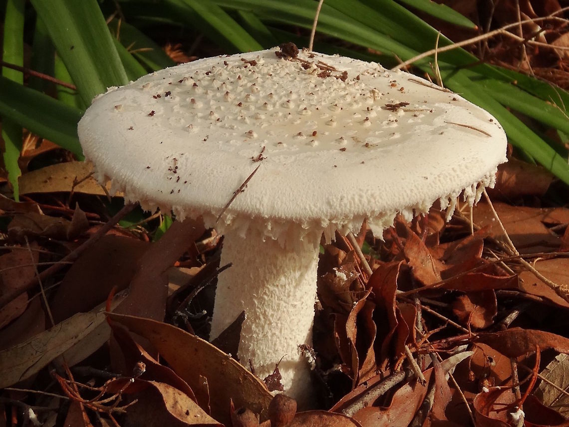 Mealy Amanita (Amanita farinacea) The largest caps in this group were about 120mm across. <br />
Remains of veil around the margin and with crusty nodules on the top.. All off-white. <br />
Annulus about one third down the stipe. <br />
Crowded white gills, adnate. No spore print taken.<br />
Found under a large group of roadside shrubs and eucalyptus trees.<br />
This species is possibly the same as Amanita ananiceps. If proven then the name farinacea will take precedence. <br />
<br />
<a href="http://www.amanitaceae.org/?Amanita+farinacea" rel="nofollow">http://www.amanitaceae.org/?Amanita+farinacea</a><br />
http://bie.ala.org.au/species/AMANITA+FARINACEA#<br />
<a href="https://en.wikipedia.org/wiki/Amanita_ananiceps" rel="nofollow">https://en.wikipedia.org/wiki/Amanita_ananiceps</a><br />
<a href="http://eol.org/pages/6691729/overview" rel="nofollow">http://eol.org/pages/6691729/overview</a> Amanita farinacea,Australia,Fall,Geotagged,Mealy amanita