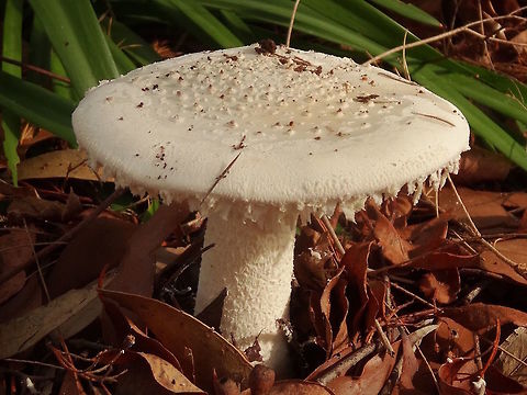 Mealy Amanita (Amanita farinacea) The largest caps in this group were about 120mm across. 
Remains of veil around the margin and with crusty nodules on the top.. All off-white. 
Annulus about one third down the stipe. 
Crowded white gills, adnate. No spore print taken.
Found under a large group of roadside shrubs and eucalyptus trees.
This species is possibly the same as Amanita ananiceps. If proven then the name farinacea will take precedence. 

http://www.amanitaceae.org/?Amanita+farinacea
http://bie.ala.org.au/species/AMANITA+FARINACEA#
https://en.wikipedia.org/wiki/Amanita_ananiceps
http://eol.org/pages/6691729/overview Amanita farinacea,Australia,Fall,Geotagged,Mealy amanita