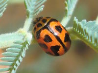 Ladybird mimic leaf beetle (Peltoschema oceanica) What a little sneak. I was sure it was just another ladybird. <br />
Similar colours to many ladybirds. Rows of fine pitting on elytra. <br />
Four even spots across the pronotum. About 6mm long.<br />
On Acacia mearnsii in a local nature reserve. Cardinia.<br />
https://www.flickr.com/photos/80818392@N06/9770110644 Australia,Geotagged,Ladybird mimic leaf beetle,Peltoschema,Peltoschema oceanica,Summer