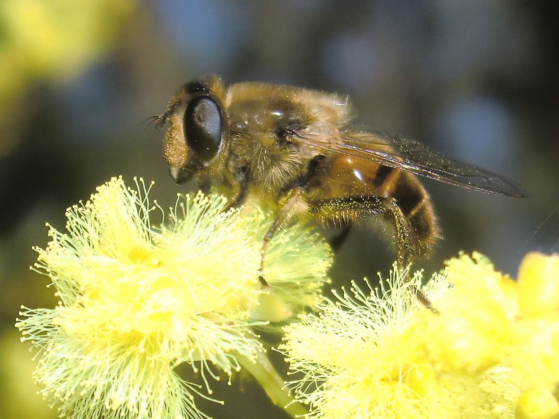 Bee mimic syrphid (Eristalis tenax) Not long introduced to this country I thought it was a bee at first.. then noticed the broken bands on the abdomen.<br />
Already quite widespread in Australia. Seems quite adaptable as I suspect this acacia flower is not a co-evolved food plant.<br />
About the size of Apis mellifera (also introduced here) 22mm long. Australia,Drone Fly,Eristalis tenax,Geotagged,Winter