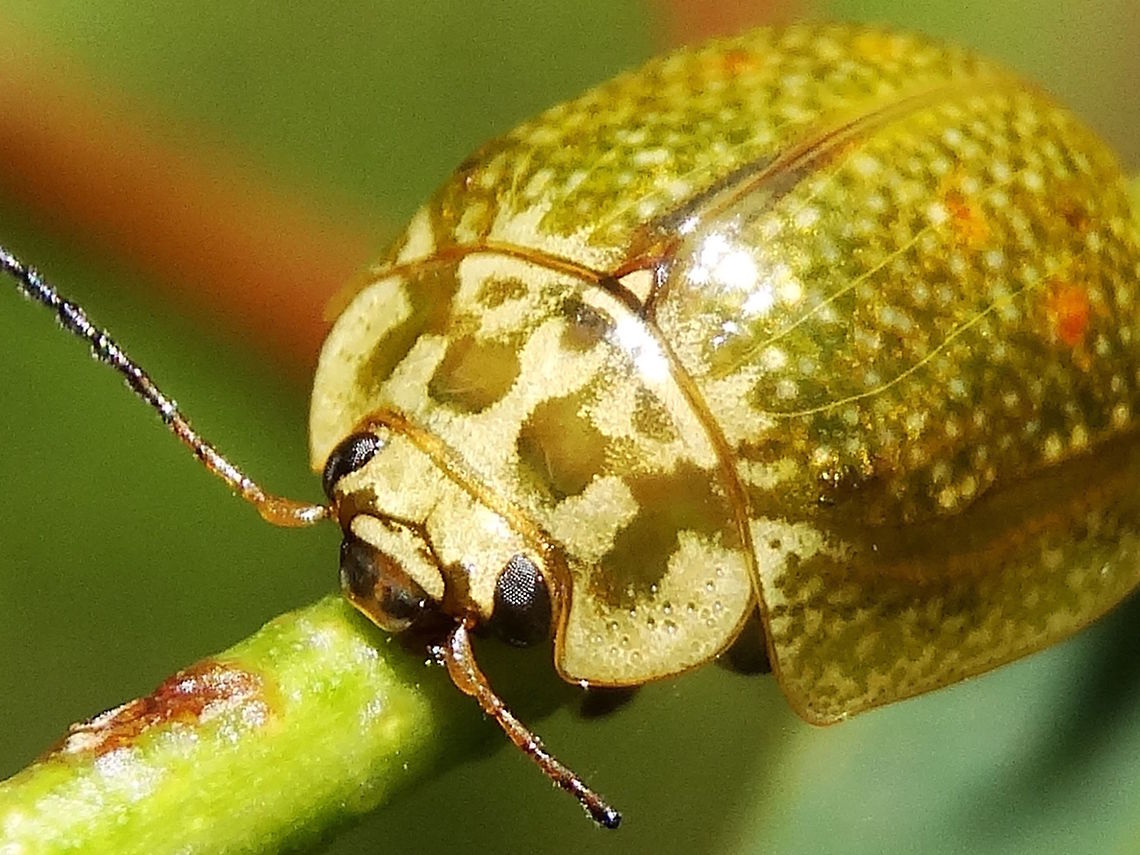 Eucalyptus leaf beetle (Paropsisterna variicollis) This little leaf beetle was about 14mm long and had orange spots embedded within an ochre and cream pattern (not common on this species).<br />
Found on eucalyptus in a local nature reserve.<br />
These are highly variable and can be found as black, brown, red, or two-toned. Australia,Geotagged,Paropsisterna variicollis,Spring,paropsisterna