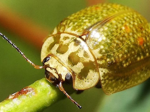 Eucalyptus leaf beetle (Paropsisterna variicollis) This little leaf beetle was about 14mm long and had orange spots embedded within an ochre and cream pattern (not common on this species).
Found on eucalyptus in a local nature reserve.
These are highly variable and can be found as black, brown, red, or two-toned. Australia,Geotagged,Paropsisterna variicollis,Spring,paropsisterna