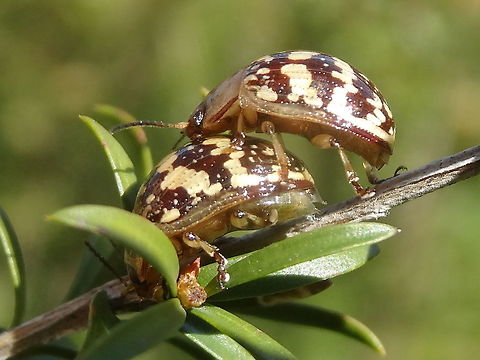 Painted leaf beetle (Paropsis-pictipennis) Celebrating Spring on ?Kunzea sp. About 10mm long
In an outer urban nature reserve with a sparse mix of grasses, small eucalyptus, acacia, kunzea, pomaderris and others.
Painted leaf beetle. Peter Chew has 'Tea Tree Leaf Beetle - Paropsis pictipennis (Procrisina pictipennis)' Australia,Geotagged,Painted leaf beetle,Paropsis pictipennis,Spring,paropsis
