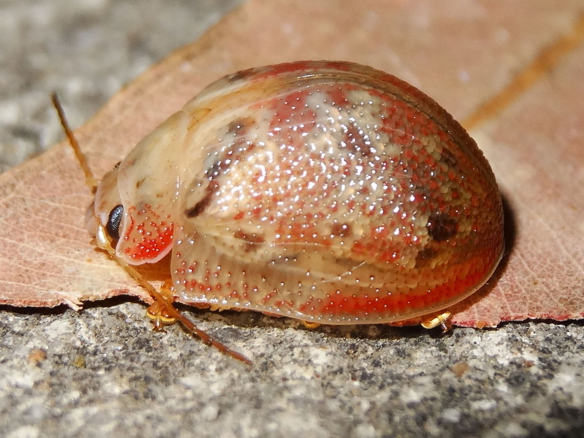 Whirlpool paropsid (Paropsis charybdis) This little leaf beetle was semi-translucent with strong red, cream and dark patches. Pitted lines in elytra. About 10mm long.<br />
Attracted to security lights at the local school late at night.<br />
This species seems to have several colour and shade variations making instant ID sometimes difficult.  Australia,Geotagged,Paropsis charybdis,Spring,paropsis