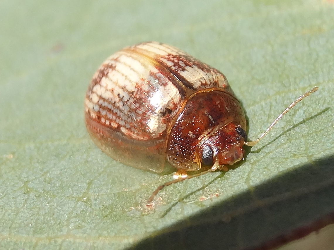 Unknown paropsine (Paropsisterna sp.) About 10mm long found on eucalyptus leaf in an outer urban nature reserve with a sparse mix of grasses, small eucalyptus, acacia, kunzea, pomaderris and others.<br />
Apparently this is as yet an undescribed species.<br />
<br />
 Australia,Geotagged,Paropsisterna,Spring