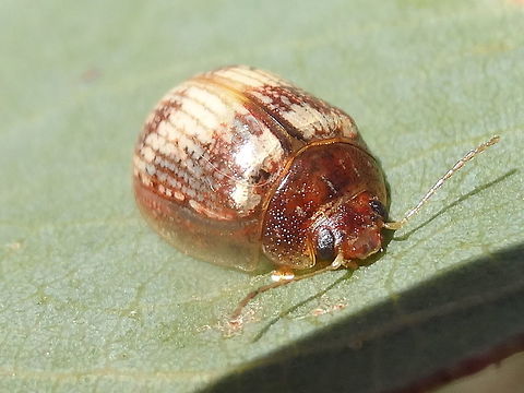 Unknown paropsine (Paropsisterna sp.) About 10mm long found on eucalyptus leaf in an outer urban nature reserve with a sparse mix of grasses, small eucalyptus, acacia, kunzea, pomaderris and others.
Apparently this is as yet an undescribed species.

 Australia,Geotagged,Paropsisterna,Spring