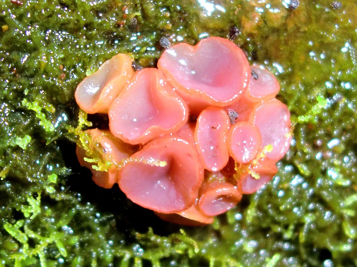 Purple jellydisc(Ascocoryne sarcoides) A cluster of tiny pink cups found on the side of a mossy log in very tall and very wet eucalyptus forest. . <br />
Cups were up to 4mm across tops.<br />
Ascocoryne sarcoides can look either like a jelly fungus or a cup fungus.. <br />
It contains the antibiotic compound ascocorynin which inhibits the growth of some bacteria. Ascocoryne sarcoides,Australia,Fall,Geotagged,Jelly Drops