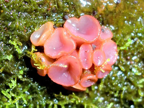 Purple jellydisc(Ascocoryne sarcoides) A cluster of tiny pink cups found on the side of a mossy log in very tall and very wet eucalyptus forest. . 
Cups were up to 4mm across tops.
Ascocoryne sarcoides can look either like a jelly fungus or a cup fungus.. 
It contains the antibiotic compound ascocorynin which inhibits the growth of some bacteria. Ascocoryne sarcoides,Australia,Fall,Geotagged,Jelly Drops