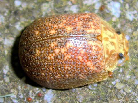 Tasmanian leaf beetle on holidays (Paropsis delittlei) This species was described a endemic to Tasmania but we found one at our local primary school.
About 10mm long. Attracted to lights at night. Australia,Chrysomelidae,Eucalyptus Leaf Beetle,Geotagged,Paropsis delittlei,Paropsis intermedia,Winter,paropsis