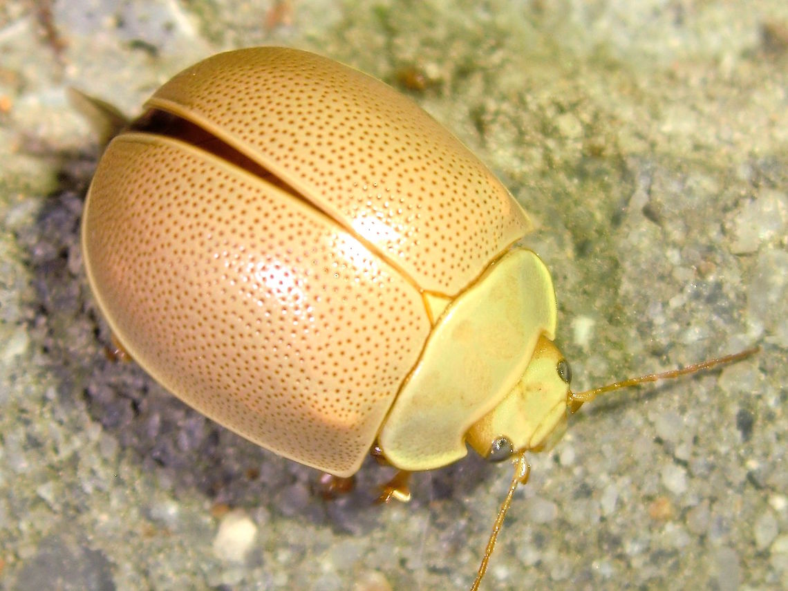 Saffron eucalyptus leaf beetle (Paropsisterna crocata) This one was drawn to lights at the local primary school at night.<br />
Quite large for a Paropsine beetle at about 15mm long. <br />
Clean, soft shades of cream and pink not common in this group. Australia,Geotagged,Paropsisterna,Paropsisterna crocata,Saffron eucalyptus leaf beetle,Winter