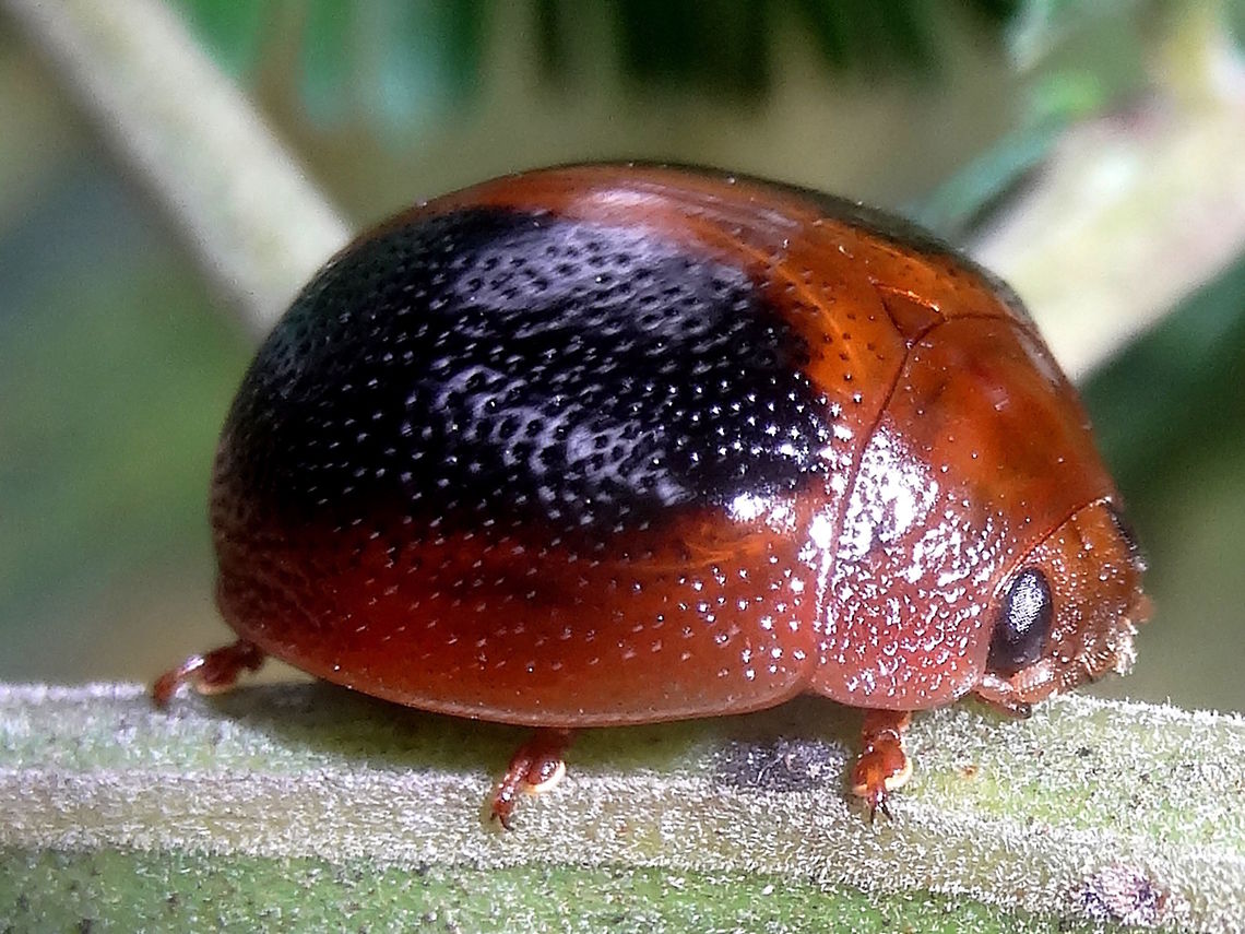 Acacia leaf beetle (Dicranosterna immaculata) Found on Acacia mearnsii in the reserve behind our hills. <br />
This one was about 11mm long. Australia,Dicranosterna immaculata,Geotagged,Spring,dicranosterna