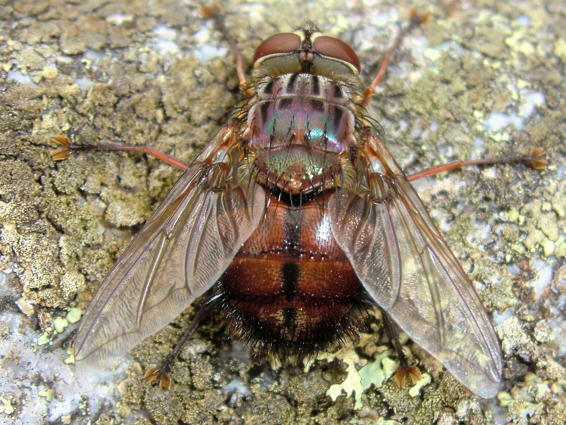 Does my abdomen look big in this leather? (Rutilia sp.) These are very large flies with extra large abdomens yet, in spite of that, they move quite quickly through the air, You really know it when they crash into you by accident. There are an extraordinary number of species, most much more colourful than this leathery one, but most are still to be described properly. Tachinidae family. Body length about 18mm.<br />
<br />
Probably Rutilia (Donovanius) agalmiodes yet to confirm. Australia,Geotagged,Summer