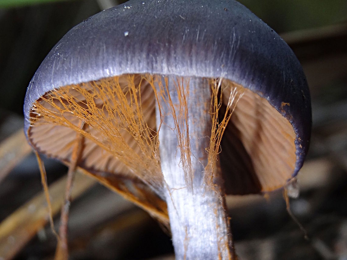 Blue cortinarius web (Cortinarius sp.) Must have been lucky to find the last few strands of webbing still attached, <br />
I guess it&#039;s usually a quick process because I&#039;ve never seen it before on hundreds of others. Australia,Cortinarius,Geotagged,Winter
