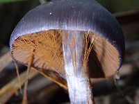 Blue cortinarius web (Cortinarius sp.) Must have been lucky to find the last few strands of webbing still attached, <br />
I guess it's usually a quick process because I've never seen it before on hundreds of others. Australia,Cortinarius,Geotagged,Winter