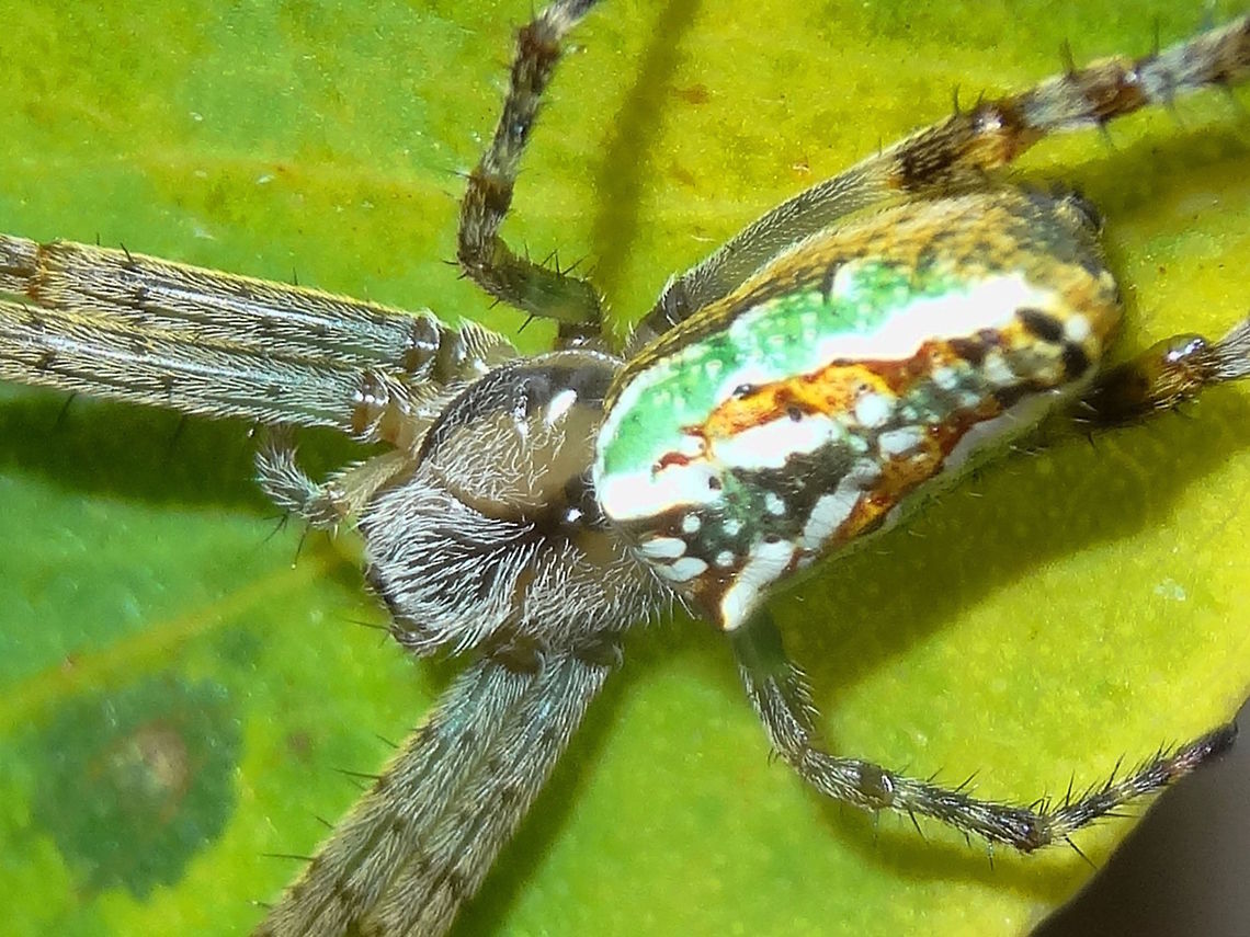 Enamel spider (Plebs bradleyi) These lightweight spiders (about 18mm body length) show much variation on the abdomen. Almost always attractive though.<br />
The name has recently been changed from Araneus to Plebs. Araneus bradleyi,Australia,Geotagged,Plebs bradleyi,Spring