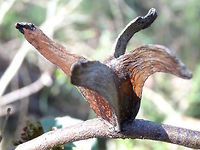 Four winged eucalyptus gall (Apiomorpha munita) Spectacular shaped galls created by female scale insects (Eriococcidae) on Eucalyptus. This one was about 50mm from one wingtip to another.<br />
Apiomorpha are eucalypt specialists. This  structure is created by a female who ends up spending the rest of her life inside. Male structures are usually found nearby, much more numerous, and much smaller and simpler structures. A small group of males can be seen lower left. <br />
This one is subspecies Apiomorpha munita tereticornuta. <br />
http://bie.ala.org.au/species/urn:lsid:biodiversity.org.au:afd.taxon:d8c61065-c2c3-4e12-a73c-64bbd8cd6875# <br />
<br />
http://www.brisbaneinsects.com/brisbane_softbugs/Eriococcidae.htm  Apiomorpha munita,Australia,Cardinia,Eriococcidae,Eucalyptus,Gall,Geotagged,Scale insect,Winter
