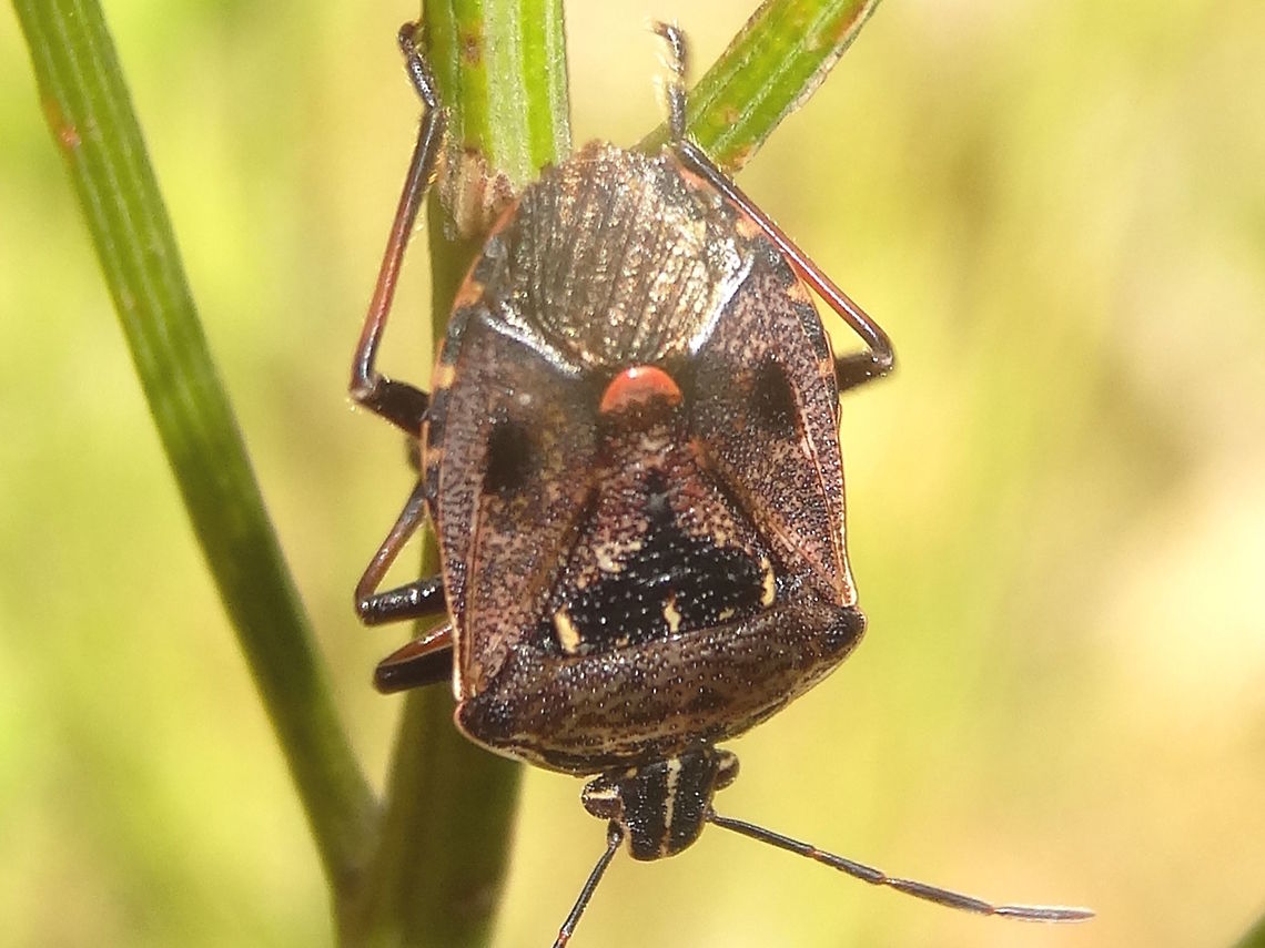 Predatory Shield Bug (Cermatulus nasalis) This scary tribal mask is about 20mm long.<br />
Capable of taking prey much larger than itself.<br />
On acacia stems in a local nature reserve. Glenfern Valley. Australia,Cermatulus nasalis,Geotagged,Shield Bug,Summer,predatory