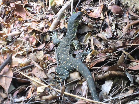 Lace monitor (Varanus varius) A youngster about 1.5 metres long. Wandering up a slope covered with leaf litter in a Queensland national park. Australia,Fall,Geotagged,Lace monitor,Varanus varius