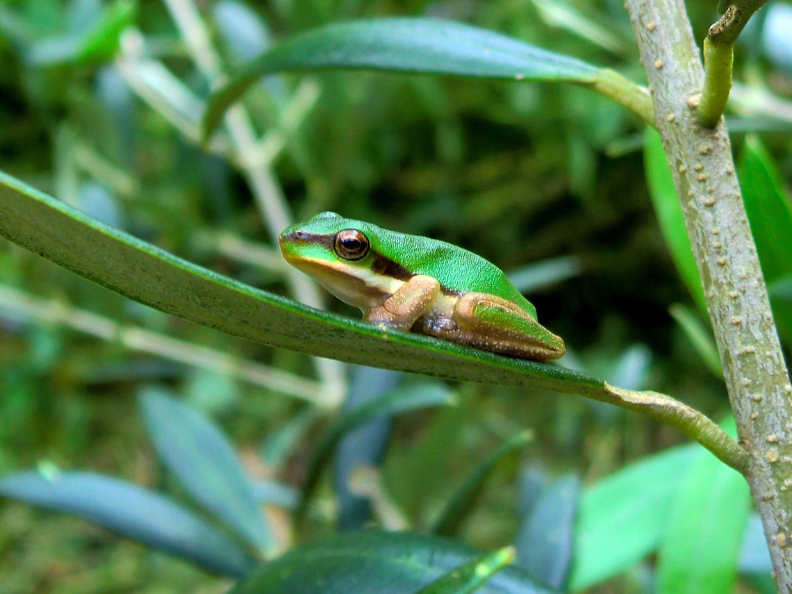 Eastern dwarf tree frog (Litoria fallax) This tiny frog was trying to sit unnoticed on a bush in a rural back yard.<br />
About 20mm long. Australia,Eastern dwarf tree frog,Fall,Geotagged,Litoria fallax