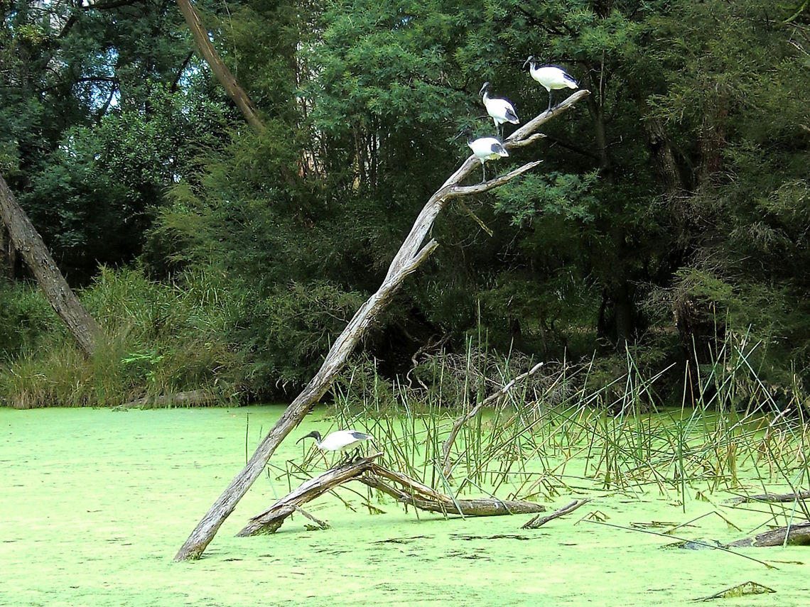 Australian white ibis (Threskiornis moluccus) These four birds were enjoying the sun just outside a nature reserve, <br />
The lake was suffering from the after effects of a long drought and was totally covered with weed. <br />
I&#039;m not sure how that affected the wildlife but I suspect the water was very de-oxygenated.. Australia,Australian White Ibis,Australian white ibis,Geotagged,Summer,Threskiornis molucca,Threskiornis moluccus