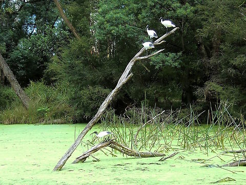 Australian white ibis (Threskiornis moluccus) These four birds were enjoying the sun just outside a nature reserve, 
The lake was suffering from the after effects of a long drought and was totally covered with weed. 
I'm not sure how that affected the wildlife but I suspect the water was very de-oxygenated.. Australia,Australian White Ibis,Australian white ibis,Geotagged,Summer,Threskiornis molucca,Threskiornis moluccus