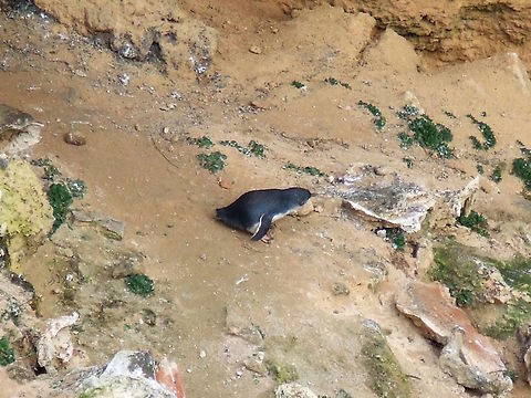 Little penguin (Eudyptula minor) A solitary little penguin with pale under parts and dark grey-blue on the back. White feet, very short but streamlined wings. About 43 cm long.
Seen at the bottom of a huge gorge (40 metres down) in a very large cave still well above the level of the ocean though. 
Being the middle of the day this little bird should have been elsewhere but it seemed determined to head for the sea. 
The path to the water was incredibly difficult for a small walking bird but the cave area looked very safe from foxes, dogs or cats. 
Right at the limits of my old zoom unfortunately. Australia,Eudyptula minor,Fairy Penguin,Fall,Geotagged