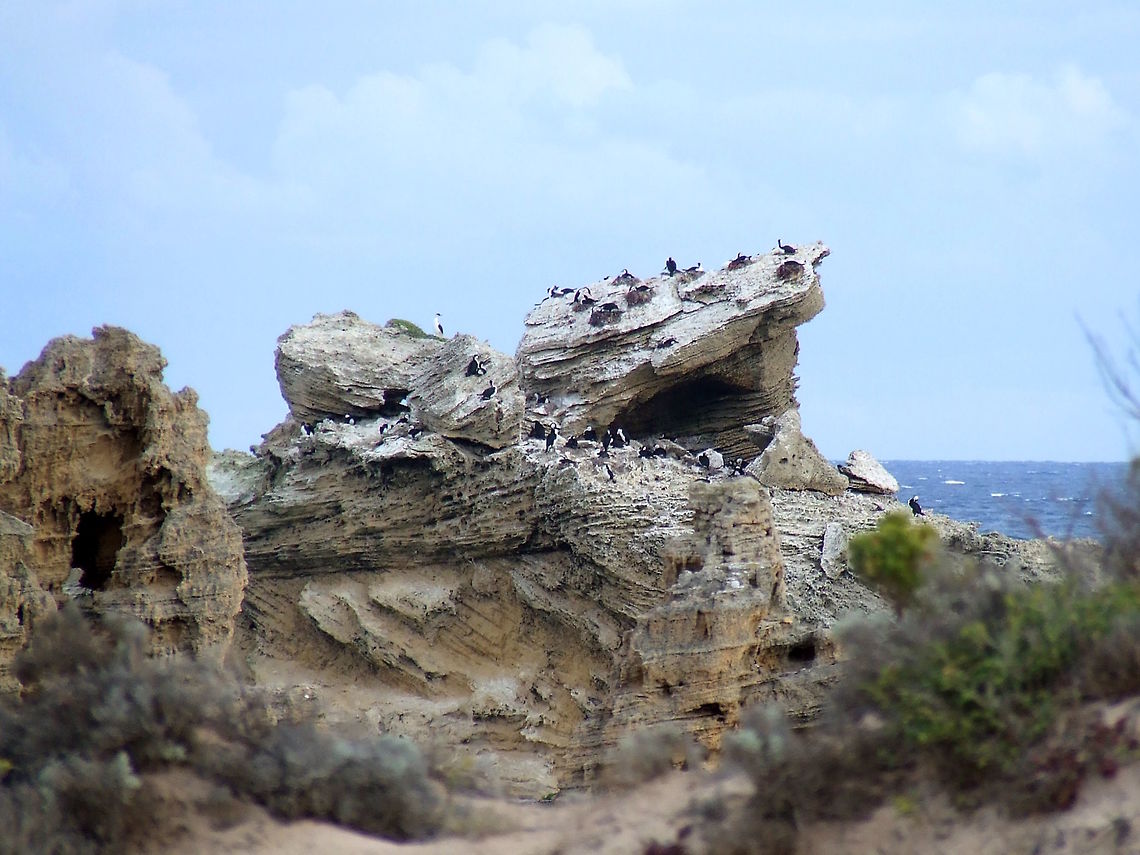 Rookery of Black-faced Cormorants (Phalacrocorax fuscescens) This rock is just offshore on a very well weathered part of the southern Australian coast. <br />
It would be very safe from all land-based predators like cats, dogs, foxes etc. <br />
The birds are unlike other cormorant species found around Australia with their chosen habitat being exclusively coastal and marine. They feed on small fish mostly and can dive to 12 metres to catch them. Australia,Black-faced cormorant,Fall,Geotagged,Phalacrocorax fuscescens