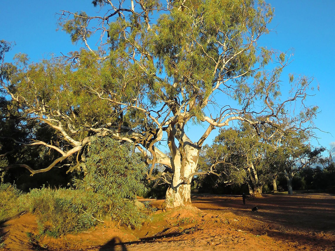 River Red Gum (Eucalyptus camaldulensis) Growing right out of the middle of a sandy riverbed and up to 35 metres tall. Usually very thick trunks support much thinner to wispy branches. Bark is often creamy white but goes very dark and rough in patches. Leaves are smallish, very dark and thick. The timber is very dense and a deep red colour.<br />
Found inside and next to most watercourses inland Australia. These ones are growing within a wide sandy river bed.<br />
Iconic eucalyptus with the greatest natural range of any E species. Due to it&#039;s resistance to termites and rot It was much sought after for long-term timber uses such as railway sleepers. These trees are critically dependent upon a climatic regime of drought and flood. They are well equipped to last up to decades without rain by drawing on very deep water reserves in sandy river beds but they are also dependent upon floods to flower, produce and distribute seed Australia,Eucalyptus camaldulensis,Geotagged,River Red Gum,Winter