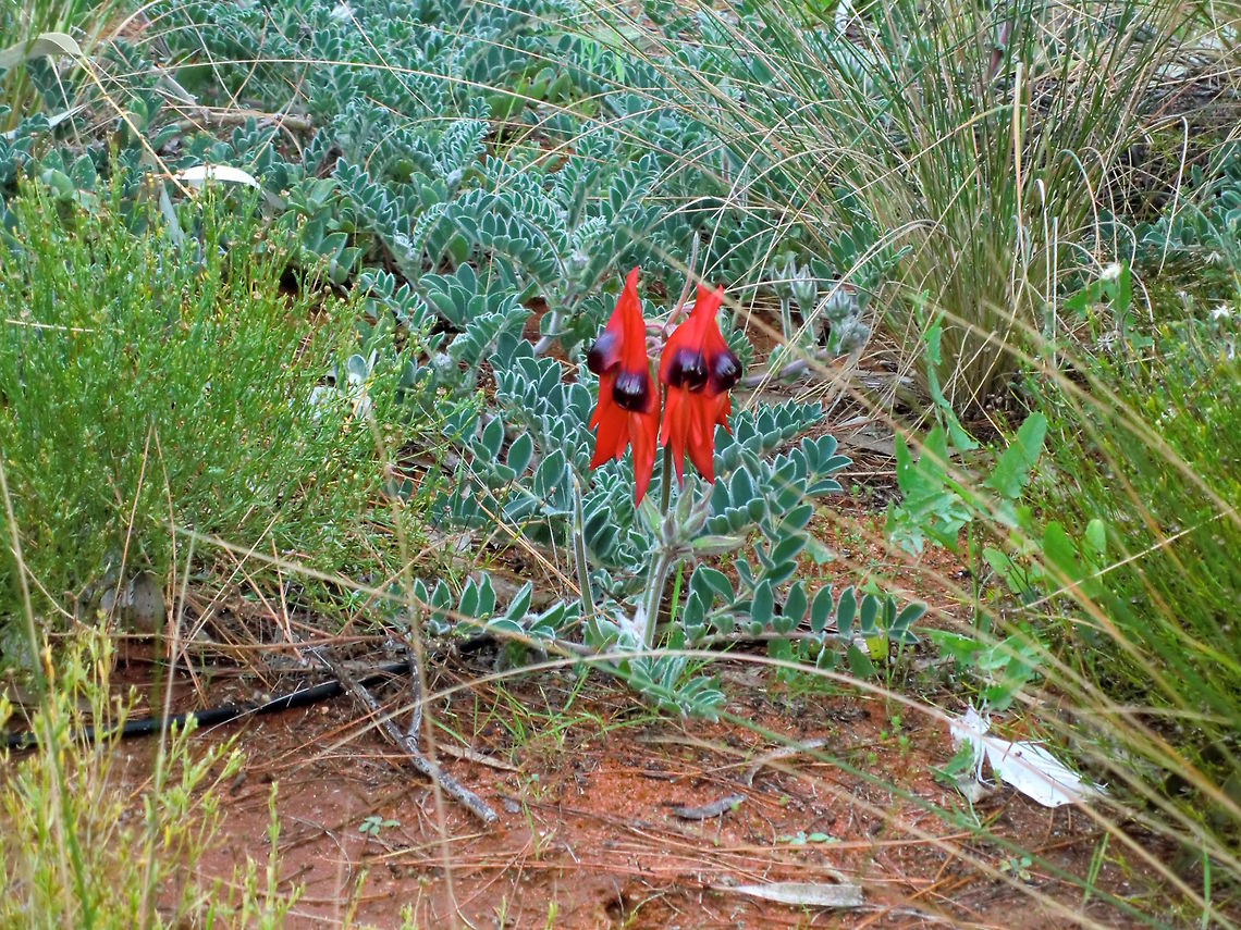 Sturt's Desert Pea (Swainsona formosa) Pale bluish green furry pea plant with spectacular red, pink or white flowers with dark bulging eyes.<br />
Found in very dry desert after good rains.<br />
After 10 years of record drought in eastern Australia came record floods. The desert came alive with all sorts of amazing plants and the Sturt's Desert Pea was everywhere. Australia,Geotagged,Sturts Desert Pea,Swainsona formosa,Winter