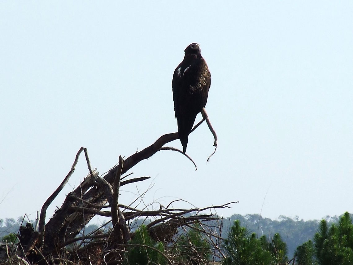 Wedge tailed eagle (Aquila audax) Sorry about the silhouetted view but this was the first 'Wedgie' I had seen in the wild. It was sitting majestically watching over a kangaroo carcass with it's mate. <br />
A very large and handsome raptor with dark chocolate brown with some lighter markings under wings.<br />
It ranges over most of Australia including Tasmania and southern parts of New Guinea. Aquila audax,Australia,Fall,Geotagged,Wedge-tailed Eagle