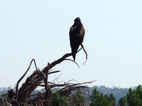 Wedge tailed eagle (Aquila audax) Sorry about the silhouetted view but this was the first 'Wedgie' I had seen in the wild. It was sitting majestically watching over a kangaroo carcass with it's mate. 
A very large and handsome raptor with dark chocolate brown with some lighter markings under wings.
It ranges over most of Australia including Tasmania and southern parts of New Guinea. Aquila audax,Australia,Fall,Geotagged,Wedge-tailed Eagle