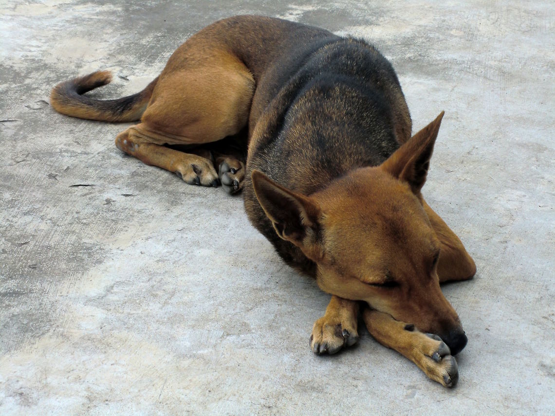 Free ranging dogs of India (Canis sp.) This healthy specimen was sleeping on a warm road near the beach.<br />
Slim, white through yellow to dark brown. Up to one metre long and up to 0.7 metres tall. <br />
They are found everywhere in fringe urban, rural areas.. always near human activity.<br />
The dogs near the beach had developed a clever trick of digging a deep hollow in the sand to sleep in at night. In the mornings you can see hundreds of them. Luckily the beach was very wide around this area.<br />
The free-ranging dogs of India seemed to me to have some of the characteristics of Australian dingo. Something in the way they move, fold, lie down, howl in big groups, and their colour and proportions and sleek head shape. They may have a recent common ancestor..... ?<br />
&quot;In India, the local landrace, known as the Indian pariah dog, has been estimated to have existed for perhaps 14,000 years or more. Part of the urban population consists of mongrels or mix-breeds&ndash;descended from pure-breed dogs that have been allowed to interbreed with pariahs. Urban India has two features which create and sustain street dog populations: Large amounts of exposed garbage, which provide an abundant source of food, and a huge population of slum and street-dwellers whose way of life includes keeping the dogs as free-roaming pets. For example, Mumbai has over 12 million human residents, of whom over half are slum-dwellers. At least 500 tons of garbage remain uncollected daily. Therefore, conditions are perfect for supporting a particularly large population of stray dogs. &quot; - Wikipedia Fall,Geotagged,India,Indian pariah,dog,wild dogs