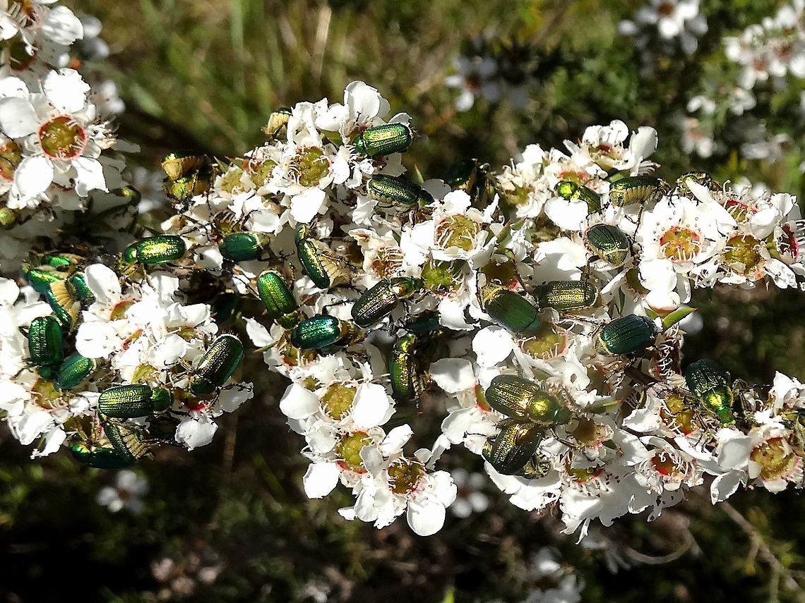 Green flower scarabs (Diphucephala colaspidoides ) The warmth of the day, and the dense flushes of and endemic leptospermum flowers, drew out huge numbers of these very metallic blue-green beetles. Each was about 12mm long. The underside is creamy pale and heavily ribbed. The legs often take on other colours also including dark blue to red. Overall they produced quite a spectacle and sometimes weigh the shrubs down to almost breaking point.<br />
Many other species of beetles were competing for these flowers but when these ones got to a certain highg density the others left for a quieter bush of their own.<br />
See a single beetle here... <br />
<figure class="photo"><a href="https://www.jungledragon.com/image/37102/green_flower_scarab_diphucephala_colaspidoides.html" title="Green flower scarab (Diphucephala colaspidoides)"><img src="https://s3.amazonaws.com/media.jungledragon.com/images/2532/37102_thumb.JPG?AWSAccessKeyId=05GMT0V3GWVNE7GGM1R2&Expires=1759968010&Signature=U%2FUiqUHDx3XrFqAMbJpK5VZzzfo%3D" width="200" height="150" alt="Green flower scarab (Diphucephala colaspidoides) For a short time in Spring these can appear in vast numbers to make the most of Leptospermum flowers.<br />
http://www.jungledragon.com/image/36996/green_flower_scarabs_diphucephala_colaspidoides_.html<br />
These scarabs are about 12mm long. <br />
The underside is creamy pale and heavily ribbed. The legs often take on other colours also including dark blue to red.<br />
 Australia,Diphucephala colaspidoides,Geotagged,Spring" /></a></figure> Australia,Diphucephala colaspidoides,Geotagged,Leptospermum,Pollenator,Scarab,Scarabaeidae,Spring